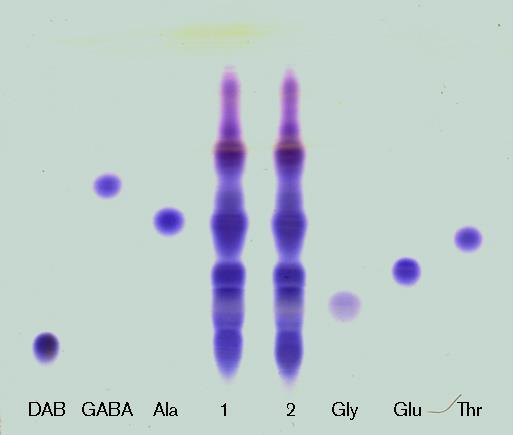 1. Técnicas de separação e identificação de aminoácidos: Derivatização de aminoácidos; Cromatografia mono e bidimensional em camada fina; Cromatografia