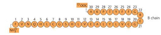3. Sequenciação peptídica: Hidrólise da cadeia polipeptídica; degradação sequencial de Edman; Insulina Estratégia