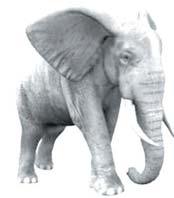 Cacho 2 Arrendamento Jovem Cacho 3 Acupunctura Urbana 3 são considerados elefantes brancos