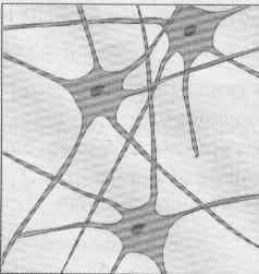 Morfologia da Célula As células adaptam-se a uma