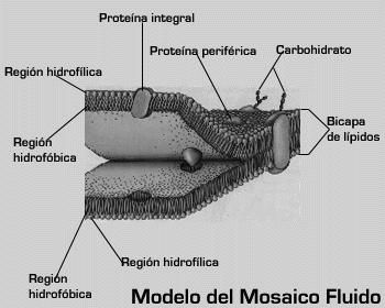 Modelo de estrutura da membrana plasmática aceito atualmente foi proposto em 1972 por Singer e Nicolson, e denomina-se modelo do mosaico fluido.