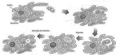 Fagocitose Neste processo, a célula engloba partículas sólidas relativamente grandes.