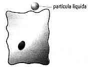 LÍQUIDAS PELA CÉLULA Partícula