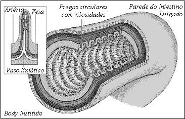 1-MICROVILOSIDADES São especializações da membrana em que, em que um pequeno espaço, a superfície é capaz de absorver muito mais substâncias em um tempo menor; ou projeções