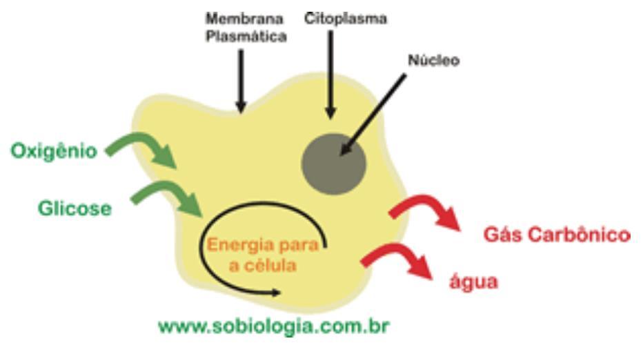 Como a célula está mergulhada num ambiente com mais O 2 que no citoplasma, esse gás entra na célula na medida que vai sendo