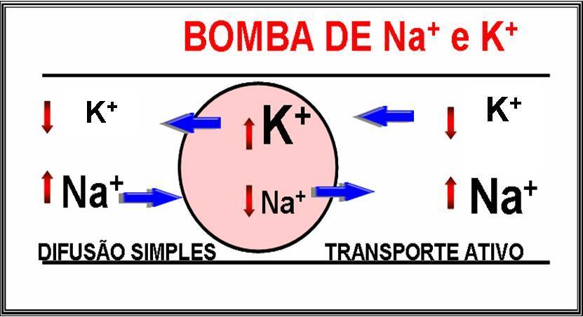 TRANSPORTE ATIVO: Contra