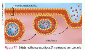 EXOCITOSE e CLASMOCITOSE EXOCITOSE: é um processo de eliminação de produtos para o exterior da célula. Esses produtos estão no interior de vesículas que se desfazem na superfície da membrana.