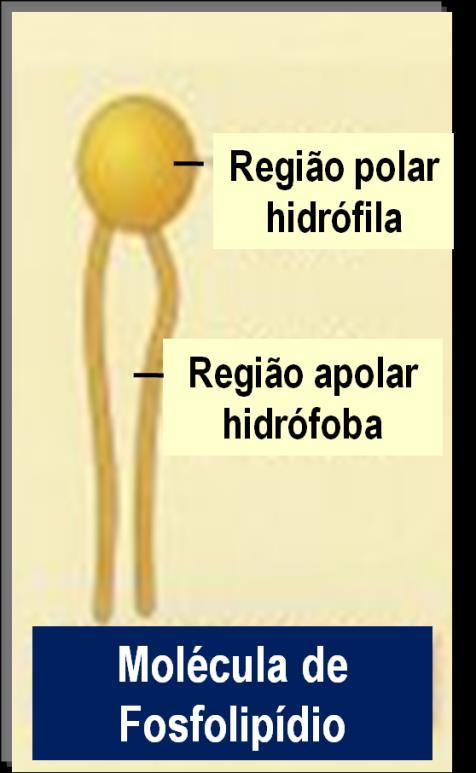 A DUPLA CAMADA DE LIPÍDIOS O lipídio + comum da membrana é o fosfolipídio,