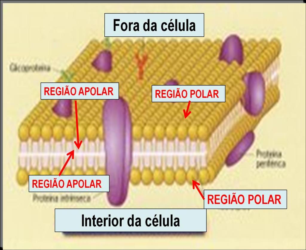 As s afinidades das duas regiões faz com que os fosfolipídos se arrumem espontaneamente na membrana: A região polar dos lipídios da camada externa fica voltada para