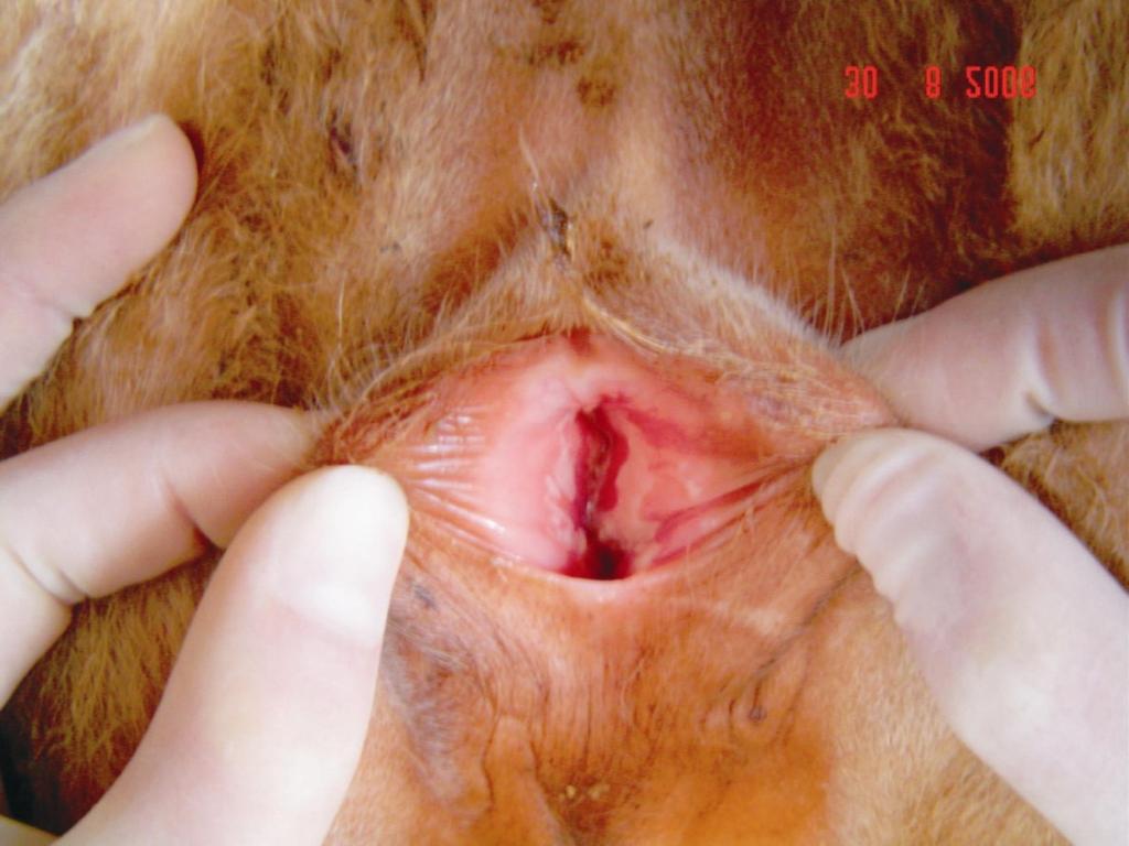 Bezerra 09 (dia 6 pi): edema e congestão; presença de pequenas pústulas (seta) e secreção