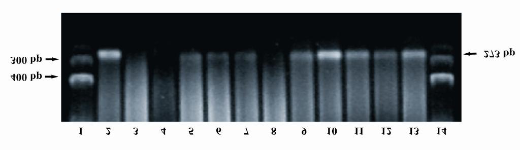 40 Figura 3. PCR para o gene da glicoproteína B utilizado para detectar a presença de DNA do herpesvírus bovino 1.2 (BoHV-1.2) em tecidos de bezerras inoculadas experimentalmente.