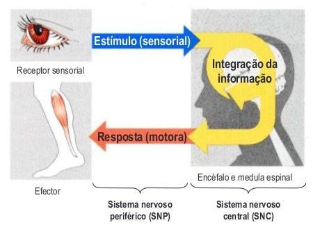 O input ocorre através das vias aferentes - visão, audição e somatossensitiva (tato, gustação, olfato), constituindo a percepção sensorial da informação pelo cérebro.