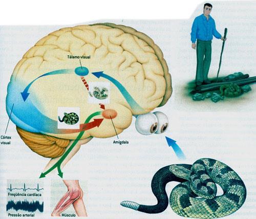 SNP X SNC Os órgãos sensoriais periféricos enviam informação para o sistema neuronal perceptual, essa informação é processada, e os produtos desse processamento são enviados para o sistema neuronal