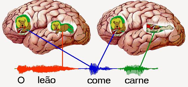 Os neurônios auditivos temporais que reconhecem a forma auditiva da palavra comer, ativam neurônios na área de Broca correspondentes à sua fonação e à ação representada por esse verbo.