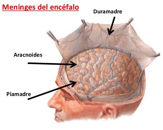 O elemento central das menínges é a aracnóide, chamada assim devido à sua aparência similar a de uma teia de aranha. Ela provê um efeito de amortecimento para o sistema nervoso central.