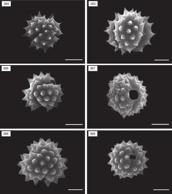 268 CANCELLI, R. R.; EVALDT, A. C. P.; BAUERMANN, S. G.; SOUZA, P. DE A.; BORDIGNON, S. A. DE L.; MATZENBACHER, N. I. Figs. 364-369.