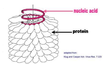 Capsídeo: