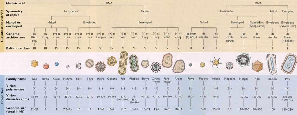 1966 Comitê Internacional de Taxonomia Viral: Classificação dos vírus em