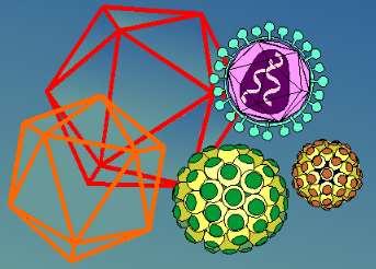 Características dos vírus: Constituição básica: proteína +