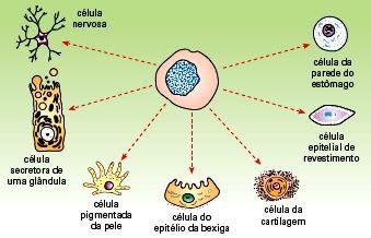 Em um mesmo organismo, a diferenciação celular ocorre por