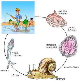 Resolução O hospedeiro intermediário da esquistossomose (barriga d água) é um caramujo (molusco).