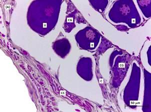 47 nas lamelas ovígeras, em regiões vascularizadas, com diâmetro médio (±DP) de 9,5 ±4,46µm (Figura 13).