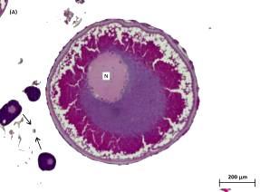 50 células foliculares crescem e tornam-se mais alongadas e evidentes (Figura 11 B). Figura 12. Ovócito em processo de vitelogênese lipídica e protéica.