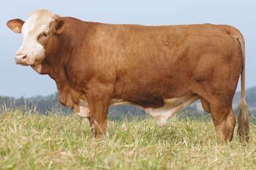 21/05/2006 556 39 67,8 3,8 2,7 A mãe de Graveli foi uma das melhores vacas de pista da África do Sul, e descende de uma das melhores famílias do plantel da Congosim, seu pai Hexvas, é filho da