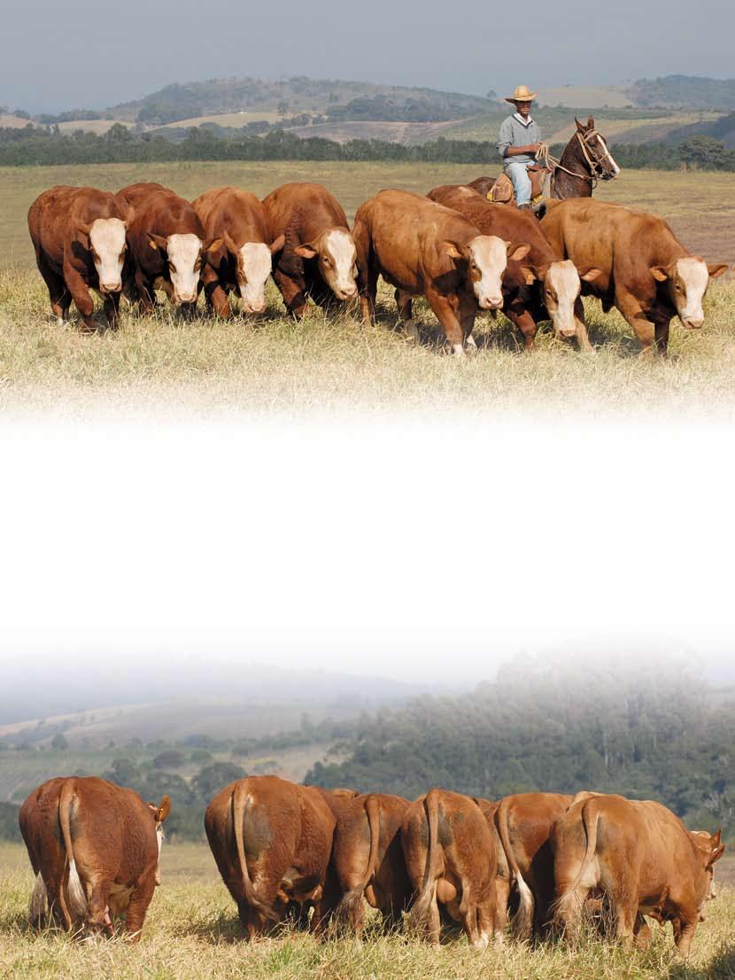 touro simental da Casa Branca O touro certo para trabalho a campo Produtivos, férteis, precoces, bem adaptados às condições tropicais do Brasil.