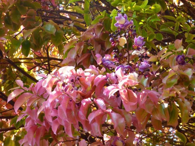 A sapucaia tem folhas cor-derosa que a tornam uma árvore mágica nesta época Na praça entre as Ruas Jaqueira e Jaracatiá há uma sapucaia (Lecythis pisonis) de