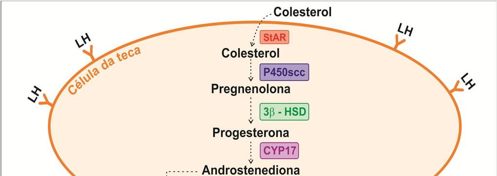 30 Figura 1. Representação esquemática da esteroidogênese nas células ovarianas.