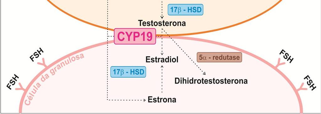 Após difundir-se para as células da granulosa, os andrógenos são convertidos em estrógenos (estrona e estradiol) pela enzima aromatase sob a ação do FSH.
