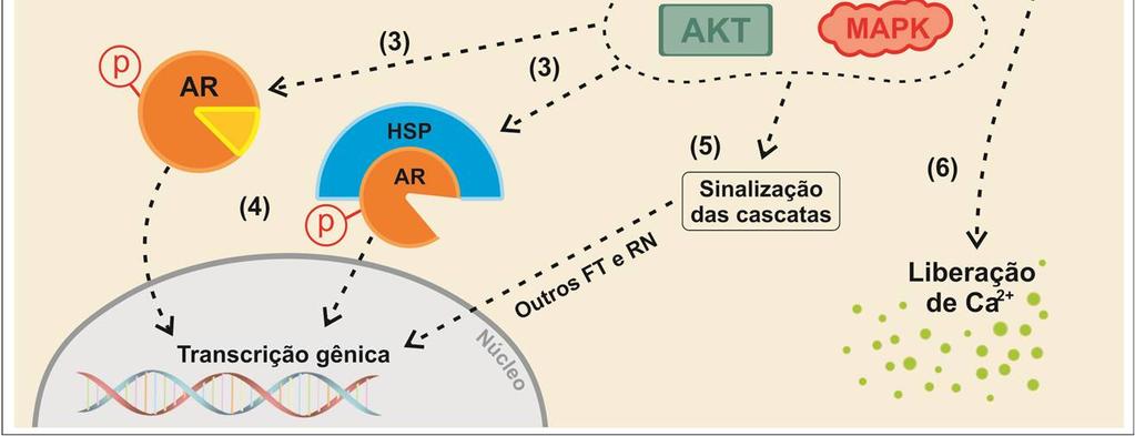 O AR pode iniciar respostas não genômicas através da sua ativação e interação com moléculas sinalizadoras, tais como PI3K e RTK localizadas na membrana plasmática que ativam as vias AKT e MAPK,