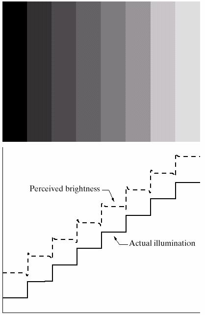 Adaptação ao brilho e discriminação Percepção de brilho e bandas: Esta imagem