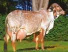 606 kg de lactação PRODUÇÃO SANIDADE TOURO PROVADO Teste de Progênie ABCGIL Alma Viva - filha - Recordista Mundial Vaca Adulta, média de 71,207 kg de leite JAGUAR SC MALOCA CAXANGA PAPIRO DA CAL