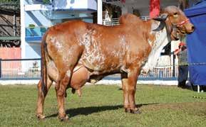 635 kg de leite) Samanta TE - mãe (6.862 kg de leite) ESPANTOSO EFALC NATA LAGEADO 15.