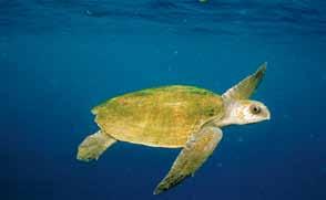 Macro Tema 1 Animais Marinhos 2º ano Tartaruga não é peixe Objetivo: apresentar as tartarugas marinhas que ocorrem no Brasil, destacando-se aspectos de sua biologia, fisiologia e ecologia.