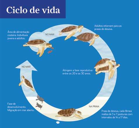 Macro Tema 2 Nosso Litoral 3º ano Ciclo de Vida das Tartarugas Marinhas Objetivo: demonstrar a interação entre a terra, o mar e o ar, por meio do ciclo de vida das tartarugas marinhas.