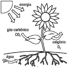 Entre a terra, o mar e o ar, o Sol movimenta a água e cria diferentes condições ambientais.