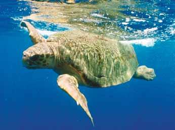 Tartaruga-cabeçuda (Caretta caretta) Também conhecida como tartaruga-mestiça, seu dorso é marrom e o ventre, amarelado.