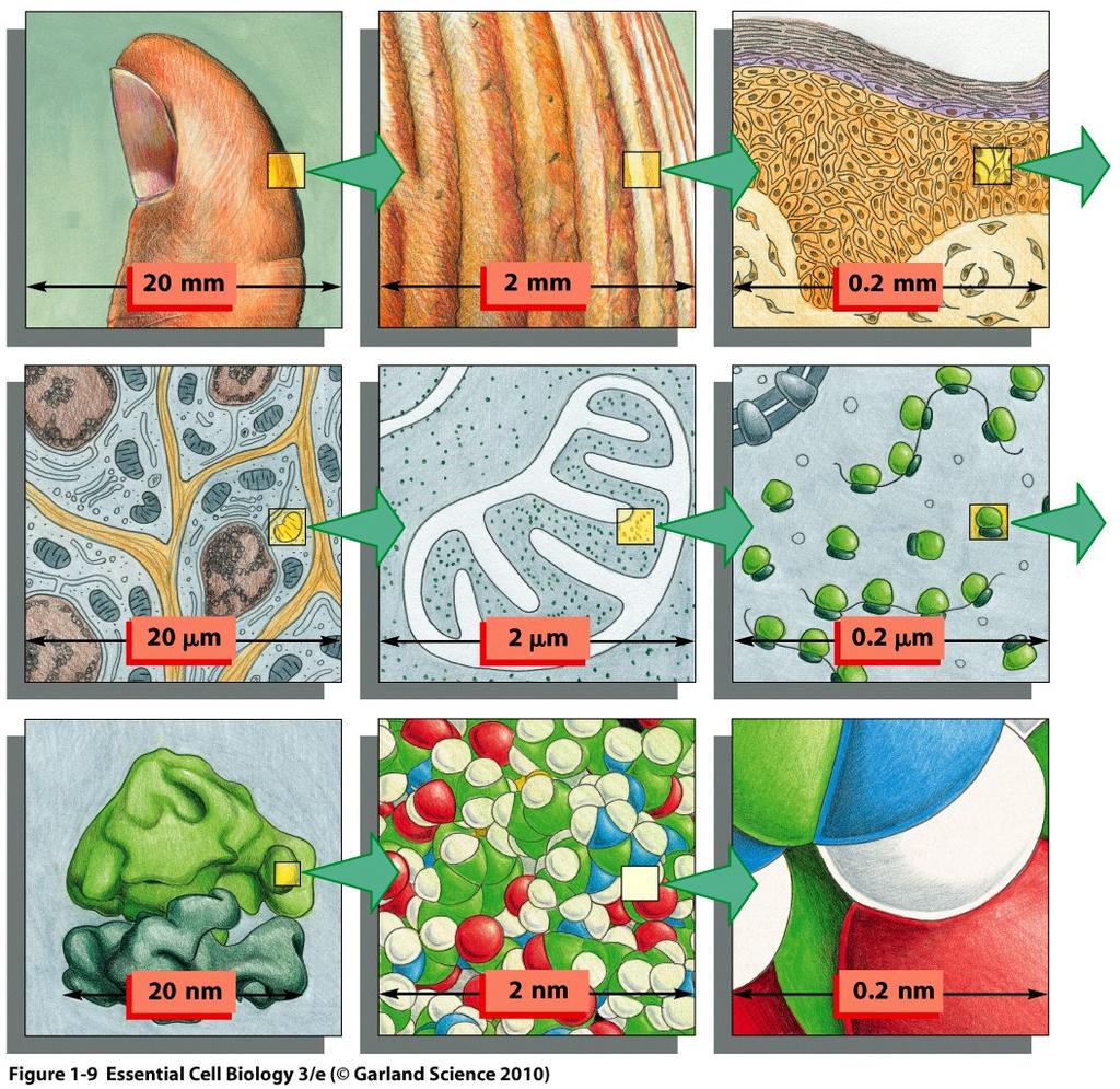 3 Microscópio eletrônico Com a finalidade de obter um limite de resolução maior que o fornecido pelo microscópio óptico (que é 0,2µm) adotou-se o microscópio eletrônico que utiliza o comprimento de