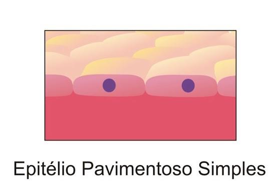 Os epitélios são classificados de acordo com o número de camadas (simples ou estratificado) e o formato da célula