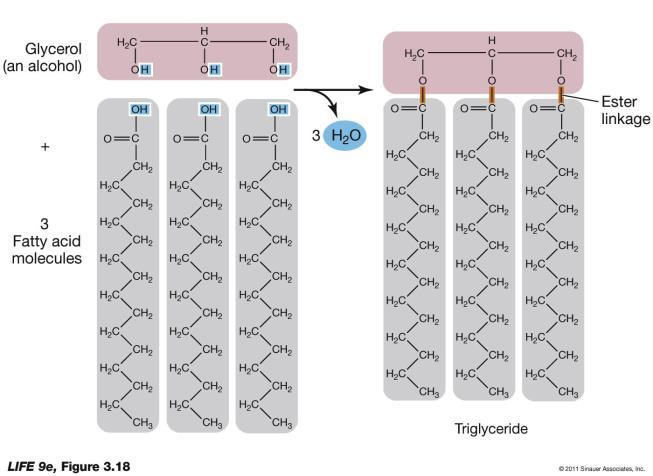 Estrutura química dos lipídios Glicerol (um álcool) ligação éster + 3 moléculas de ácidos graxos