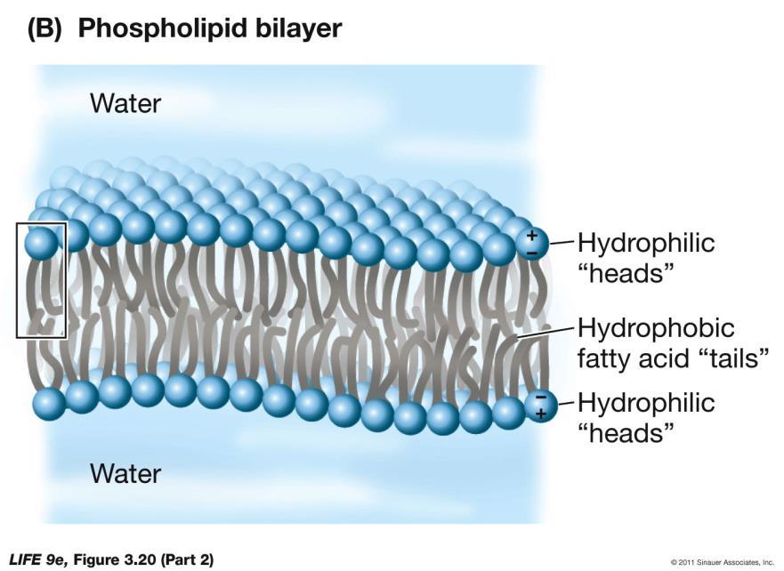 Bicamada fosfolipídica da membrana celular Água Cabeça hidrofílica Caudas hidrofóbicas Água Cabeça hidrofílica Classificação das sementes de acordo com o tipo de reserva