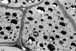 Corpos protéicos Soja aleuro-oleaginosa PSV: vacúolo para armazenamento de proteína OB: corpos oleosos PB: corpos protéicos Krishnan (2005)