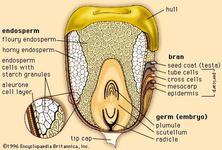 Anatomia interna da semente de