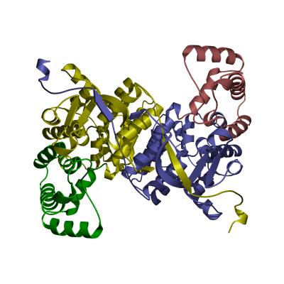 (hidrolíticas, desmolíticas) Nucleoproteínas (DNA, RNA) Metabolicamente inativas