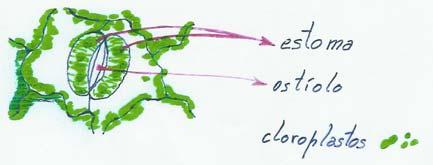 a clorofila existente nos cloroplastos é responsável pela captação da energia proveniente do Sol. as folhas são os principais órgãos da planta onde ocorrem as trocas gasosas com o meio ambiente.