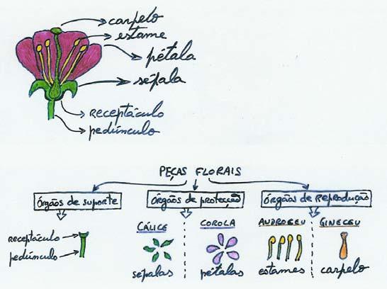 [Nesta fase, os alunos foram solicitados a indicar os nomes das diferentes peças florais e órgãos que compõem uma flor completa, acrescentando, ainda, as respectivas funções, isto de acordo com as