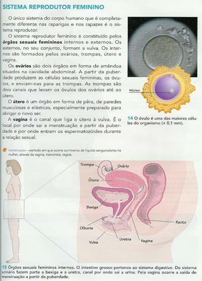 sistema reprodutor feminino e com um quadro relativo às funções dos respectivos órgãos.